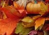 crop 8080.jpg