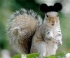 squirrel-with-mickey-ears.jpg