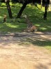 Giraffe.jpg