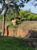 Lions.jpg