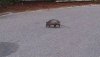 FW POD 12 2015 armadillo.jpg