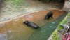 AK water buffalo.jpg
