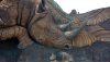AK TOL rhino may 2019.jpg