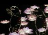 B590E6B1-53A1-476B-B14F-DC2043271E45.jpeg