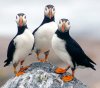 apa_2013_29557_236021_derrickjackson_atlantic_puffin_kk_0.jpg