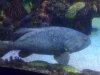 bigfish-wow.JPG