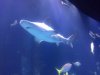 shark1-wow.JPG