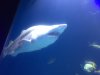 shark2-wow.JPG