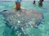Stingray grandcayman.jpg