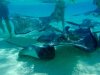 Stingray 2.jpg