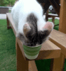 giphy.gif