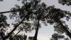 FW POD nov 16 trees sky.jpg