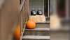 1023_pumpkins_CNN.jpg