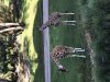 9106176C-5CBE-4B76-B79B-EF87ED3170BF.jpeg