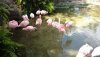 AK flamingos may 2019.jpg