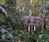 jungle cruise.jpg