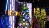 DS 2018 trees.jpg
