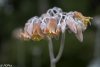 0102 Ripponlea-11.jpg