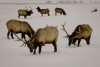 2129-JAX_Elkrefuge 2129.jpg