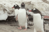 476FB4F7-D4EC-4E76-AB01-9A4C3B673988.gif