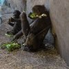 8620-AK apes 8620.jpg