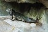 0584-AK reptile 0584.jpg