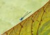 0102 BlueLotus-5.jpg