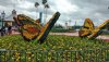 F & G butterflies.jpg