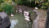flamingos.jpg