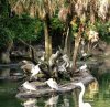 1739-AK pelicans 1739.jpg