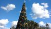 xmas tree.jpg