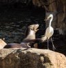 9380-FL_SW_seals 9380.jpg
