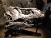 day 3 - trex head.jpg