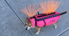 dog vest.png