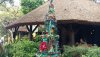 Xmas Africa tree 2019.jpg