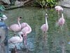 8581-AK_DiscIsland flamingos 8581.jpg