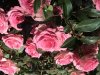 08FC0F79-2D40-450D-934D-5B5139902FC1.jpeg