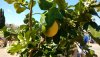 F&G lemon.jpg