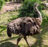 18-8695-AK_KSafari ostrich 8695.jpg