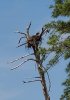 Osprey-nest-close2.jpg