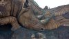 tree of life rhino and bird.jpg tree of life rhino and bird.jpg