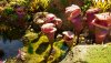 pandora pink plants.jpg