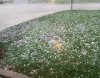hail 2.jpg