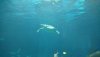 living seas turtle.jpg