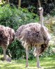 18-8693-AK_KSafari ostrich 8693.jpg