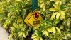 Swan duck sign.jpg