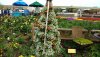 F & G plant tree.jpg
