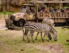 18-9268-AK_KSafari zebra 9268.jpg