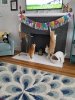 Resized_20180824_145541_9597.jpeg