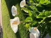 calla .jpg